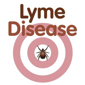 Stages of lyme disease