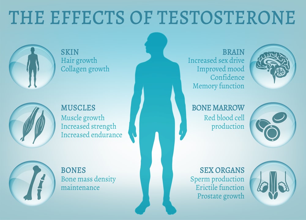 Role of testosterone