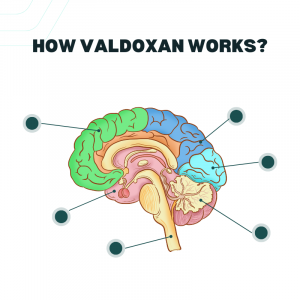 How does valdoxan work?